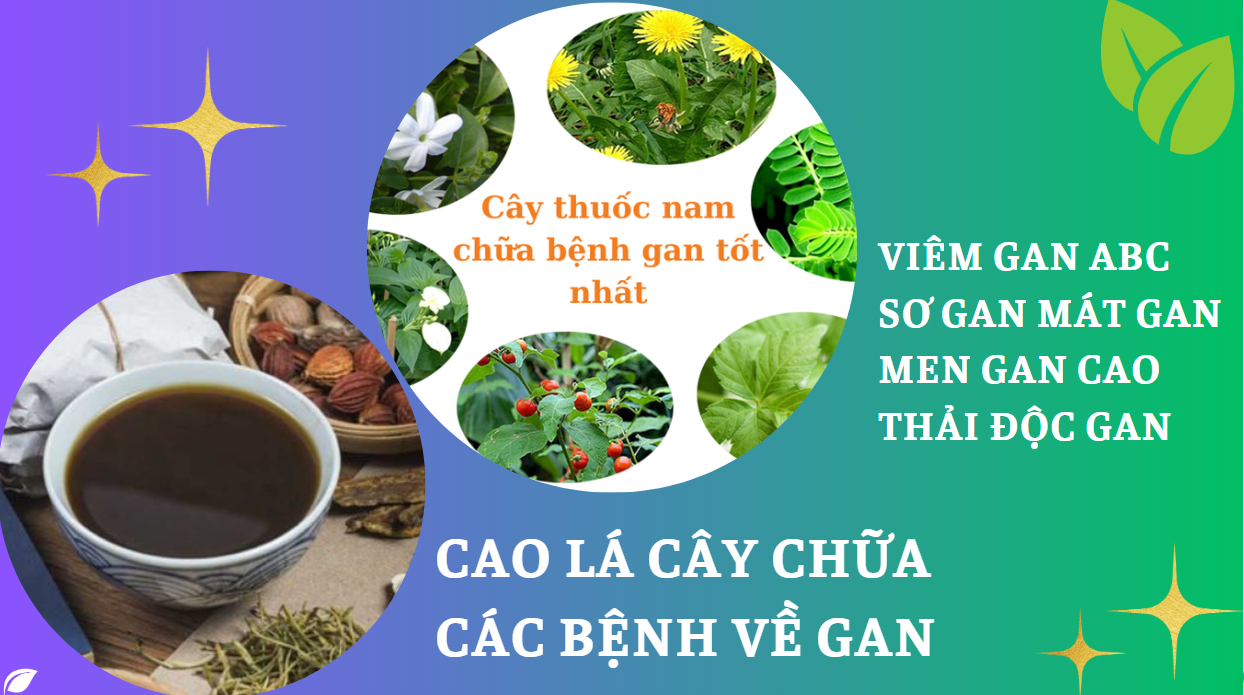 Cao cô đặc điều trị bệnh gan